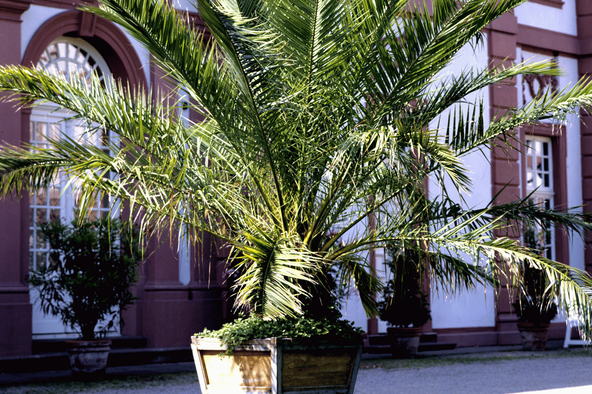 Phoenix canariensis.png